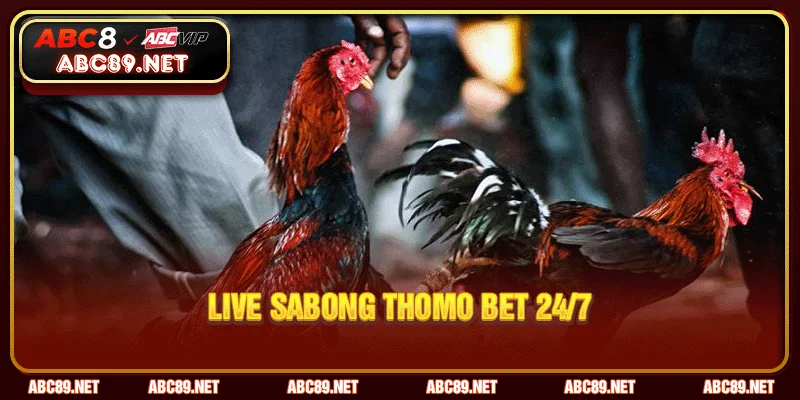 Live sabong Thomo bet 24/7