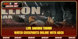 Live Sabong Thomo