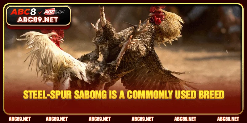 Steel-Spur Sabong is a commonly used breed