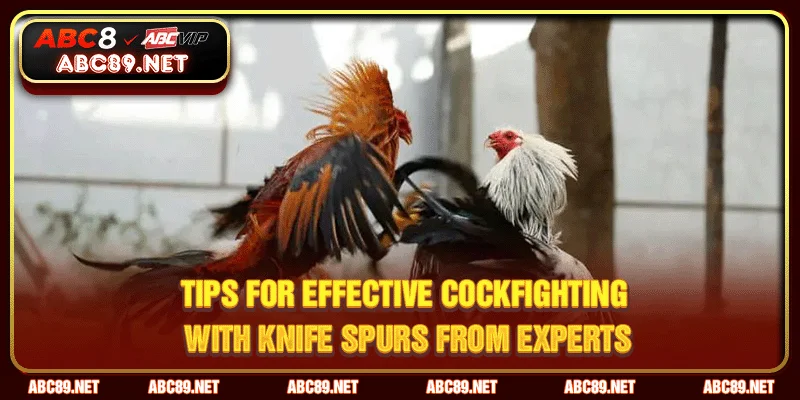 Tips for effective cockfighting with knife spurs from experts